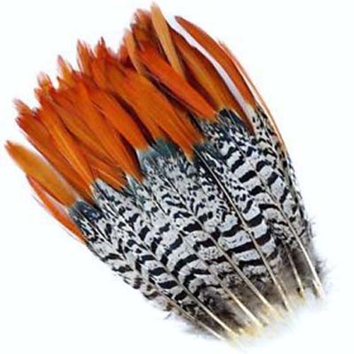 Lady Amherst Pheasant - Black/white/red